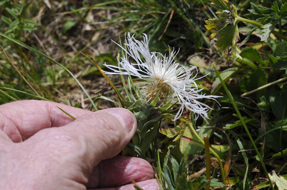 Centaurea cfr. pseudophrygia, albina